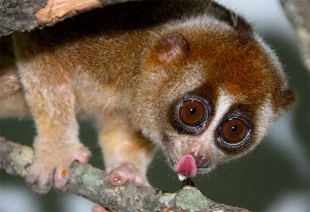 Cuidado, las apariencias engañan!: 10 Animales tiernos, pero muy ...