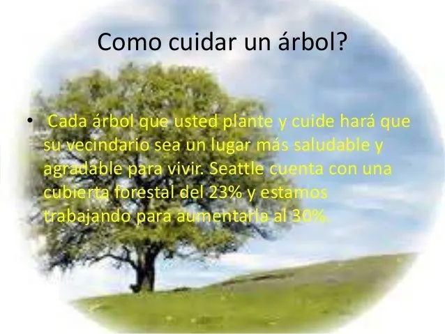 Cuidado del os arboles