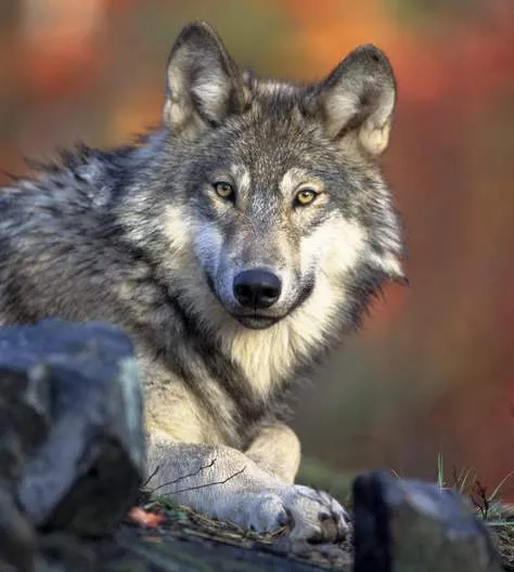 Cuidado que viene el lobo! | La crónica verde