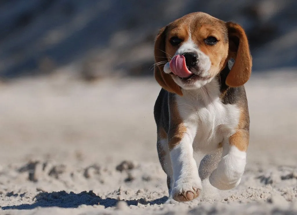 cuidados del beagle | Cuidar de tu perro es facilisimo.