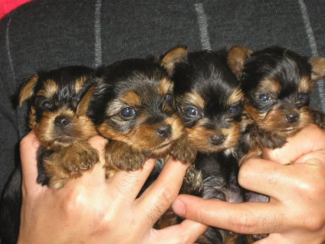 Cachorros de yorkshire toy - Imagui