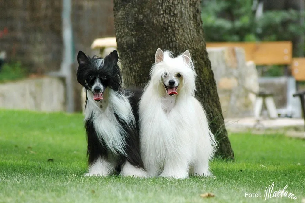 cuidados del crestado chino | Cuidar de tu perro es facilisimo.