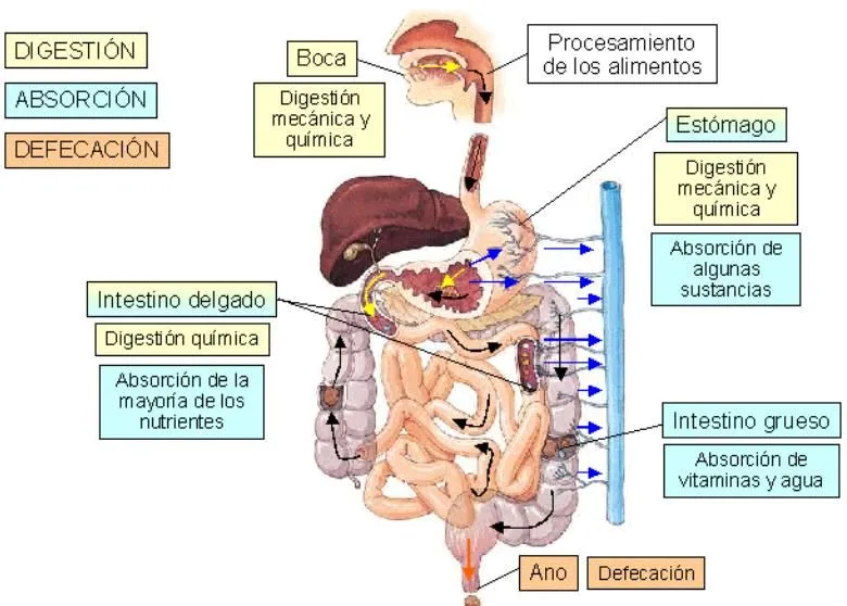 CUIDADOS DE ENFERMERÍA EN PATOLOGÍA DIGESTIVA : diciembre 2012