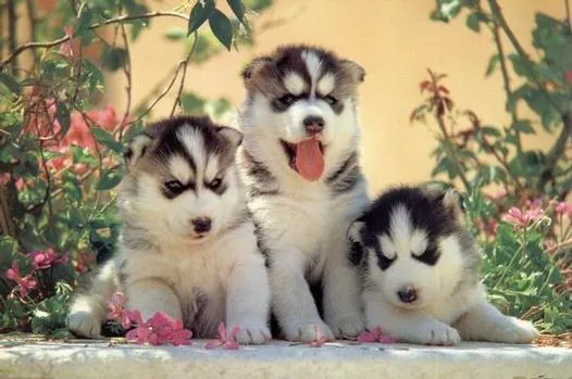 Cuidados del Husky Siberiano | Perros callejeros 