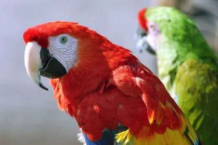 Cuidados y mantenimiento de los Loros