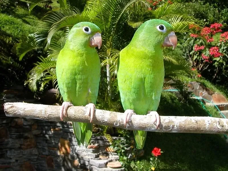 Cuidados y mantenimiento de los Loros