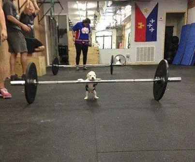 Qué cuidados necesita tu perro Pitbull? | RazaPitbull.com