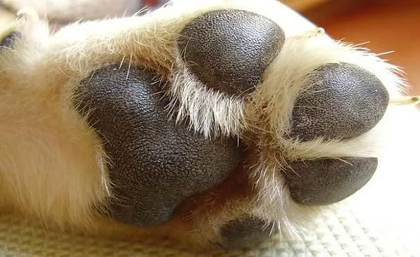 Cuidados de las patas de perros y gatos