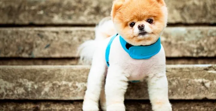 Cuidados para perros de raza pequeña