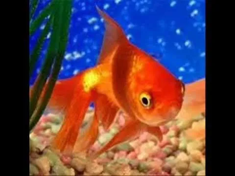 Cuidados de un pez japones o GoldFish - YouTube