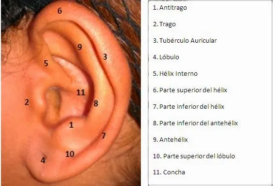 Cuidados que requiere una perforación en la oreja y sus ...