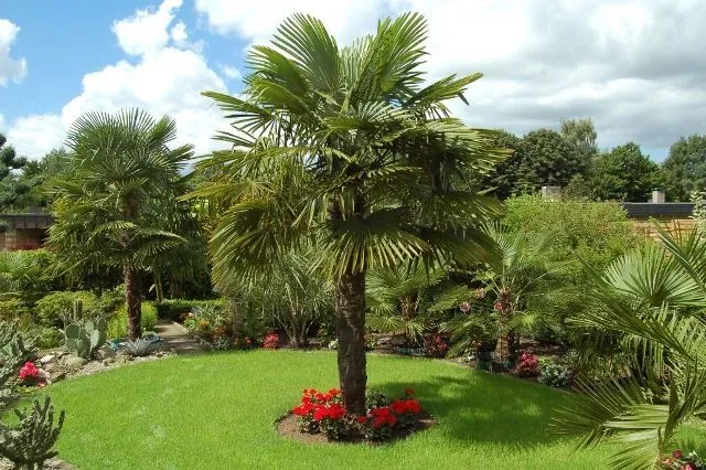 Cuidados Trachycarpus fortunei, Palma, Palmera de Fortune | Verde ...