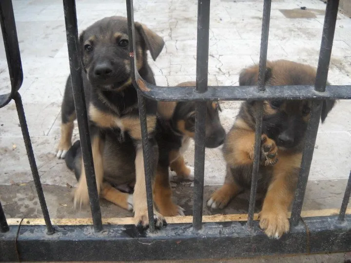 Cuidando Huellitas: Perritos en Adopcion - Argentina