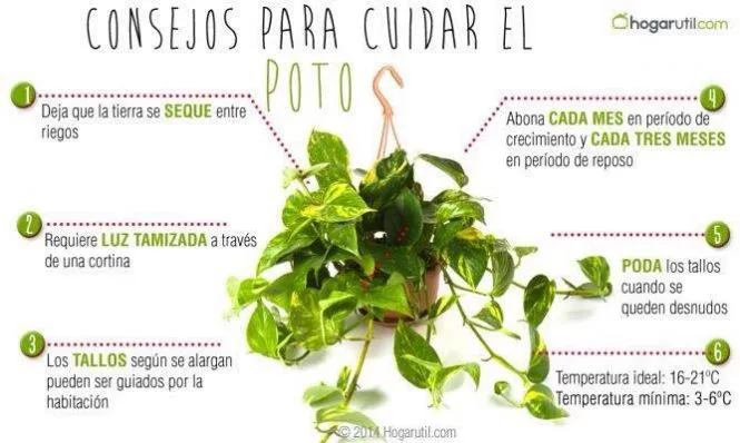 cuidar | Cuidar de tus plantas es facilisimo.com