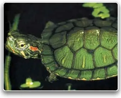 Cómo cuidar a tu mascota?: TORTUGA JAPONESA