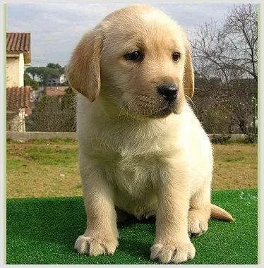 Cómo cuidar de un perro Labrador (info + imgs) - Taringa!