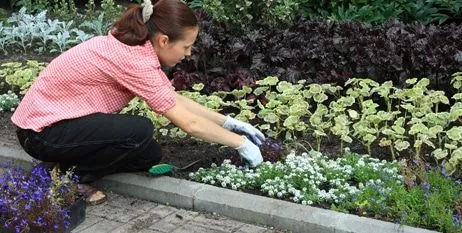 Cómo cuidar las Plantas ornamentales de Jardín