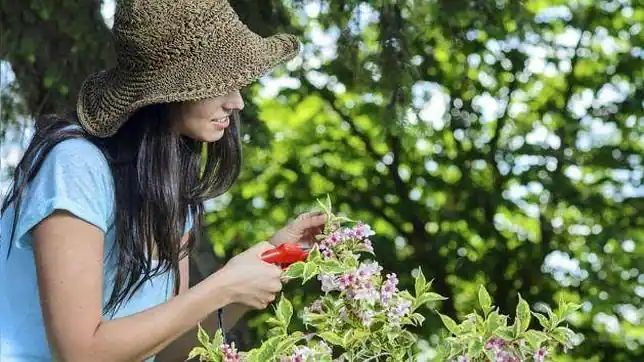 Cómo cuidar las plantas en verano - ABC de Sevilla