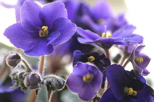 COMO CUIDAR DE VIOLETAS PARA DAR FLORES ~ Blog DCH | Dicas Grátis ...