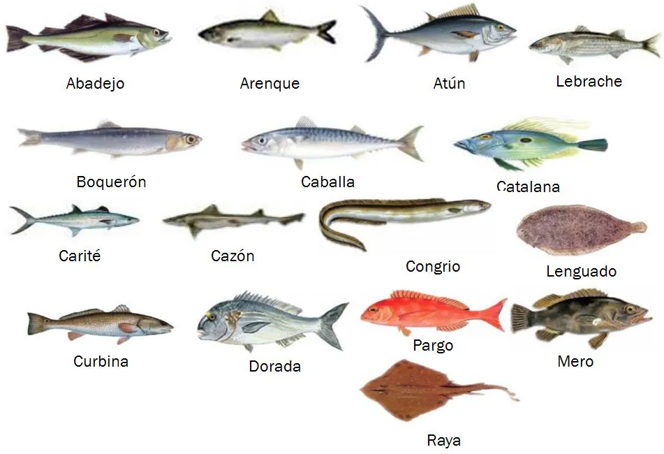 la cuisine de l'avenir: CLASIFICACIÓN DE LOS PESCADOS