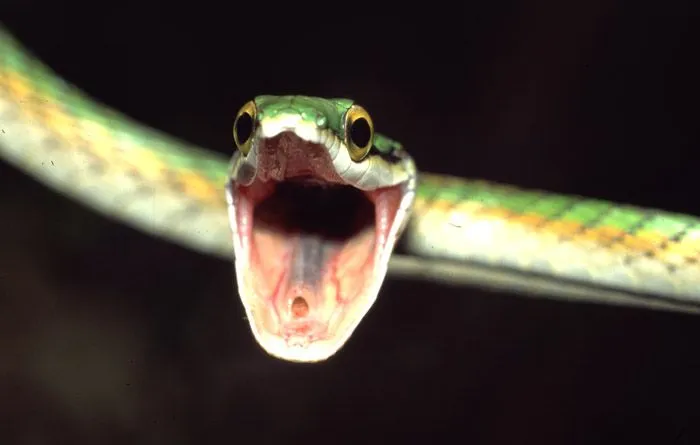 Culebra verde', de Germán Machado | darabuc.