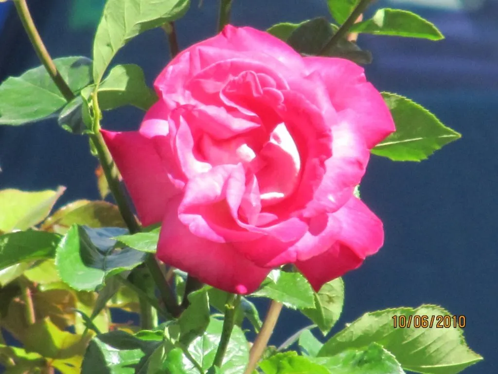 CULIBLANCO por FRANCISCO NIETO: LAS ROSAS flores y significado de ...