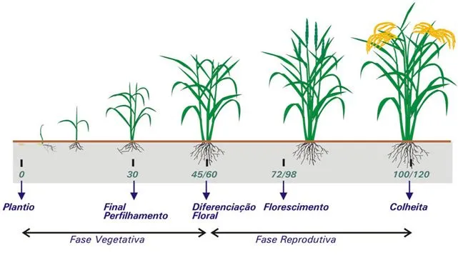 CULTIVO DE ARROZ: ETAPAS PARA EL CULTIVO DE ARROZ