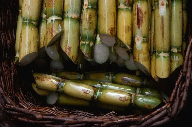 El cultivo de la caña de azucar.