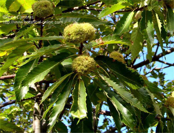 El cultivo del castaño