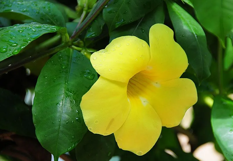 Cultura Guaraní: Campanita Amarilla , Alamanda catartica