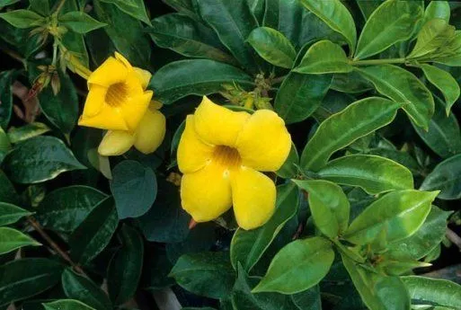 Cultura Guaraní: Campanita Amarilla , Alamanda catartica