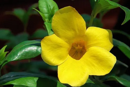 Cultura Guaraní: Campanita Amarilla , Alamanda catartica