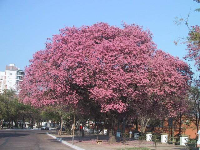 Cultura Guaraní: El lapacho rosado