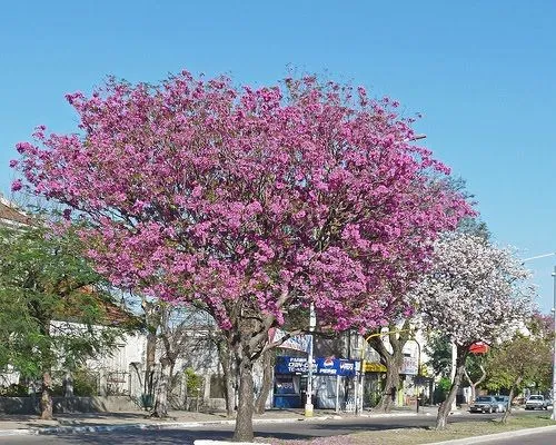 Cultura Guaraní: El lapacho rosado