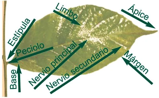CULTURA MISCELANEAS IMAGENES DIBUJOS: PARTES DE HOJA EN IMAGENES