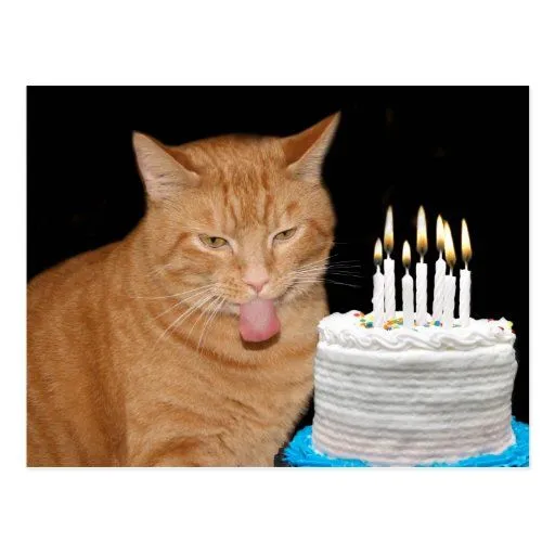 Cumpleaños divertido del gato postales | Zazzle