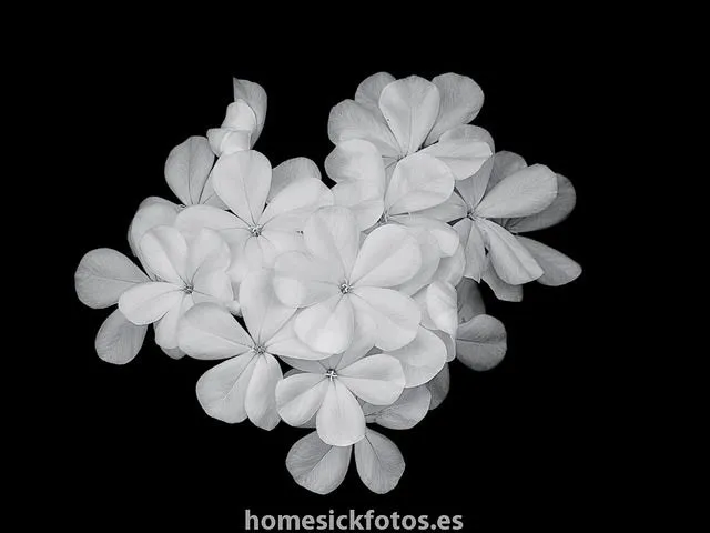 cúmulo de flores blancas sobre fondo oscuro() by... - These ...