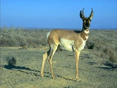 Curiosidades - Los Animales Más Rápidos de la Tierra