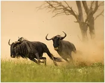 Curiosidades - Los Animales Más Rápidos de la Tierra