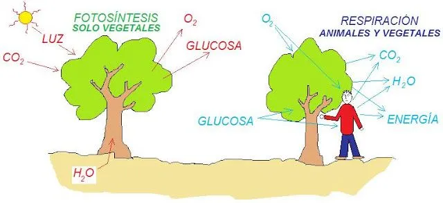 CURIOSIDADES CIENTÍFICAS : Desmitificando mitos......NO ES MALO ...