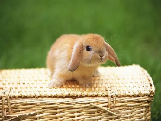 Curiosidades y fotos de animales: Conejo