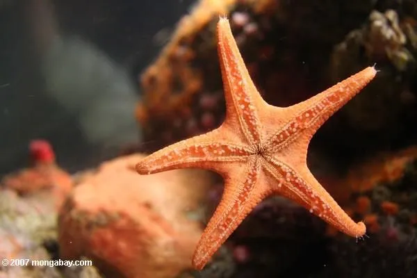 Curiosidades y fotos de animales: Estrella de mar