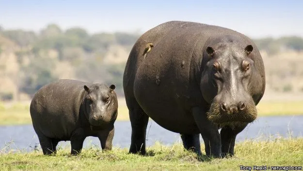 Curiosidades y fotos de animales: Hipopótamo