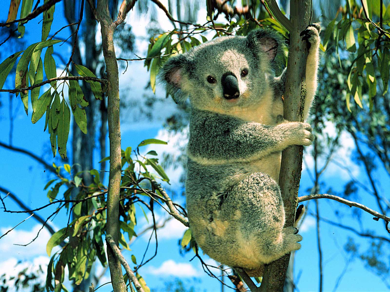 Curiosidades y fotos de animales: Koala