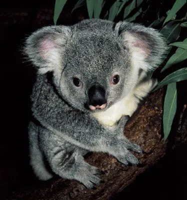 Curiosidades y fotos de animales: Koala