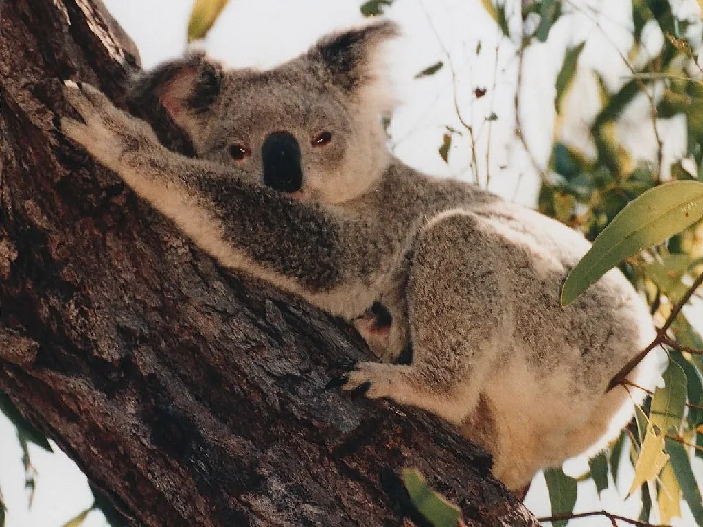 Curiosidades y fotos de animales: Koala