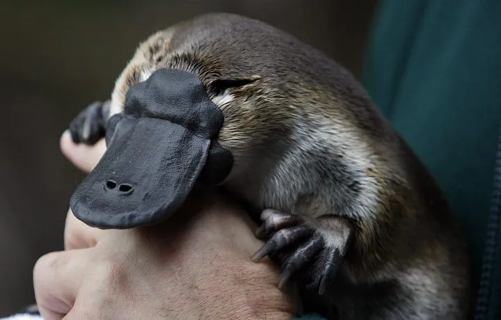 Curiosidades y fotos de animales: Ornitorrinco