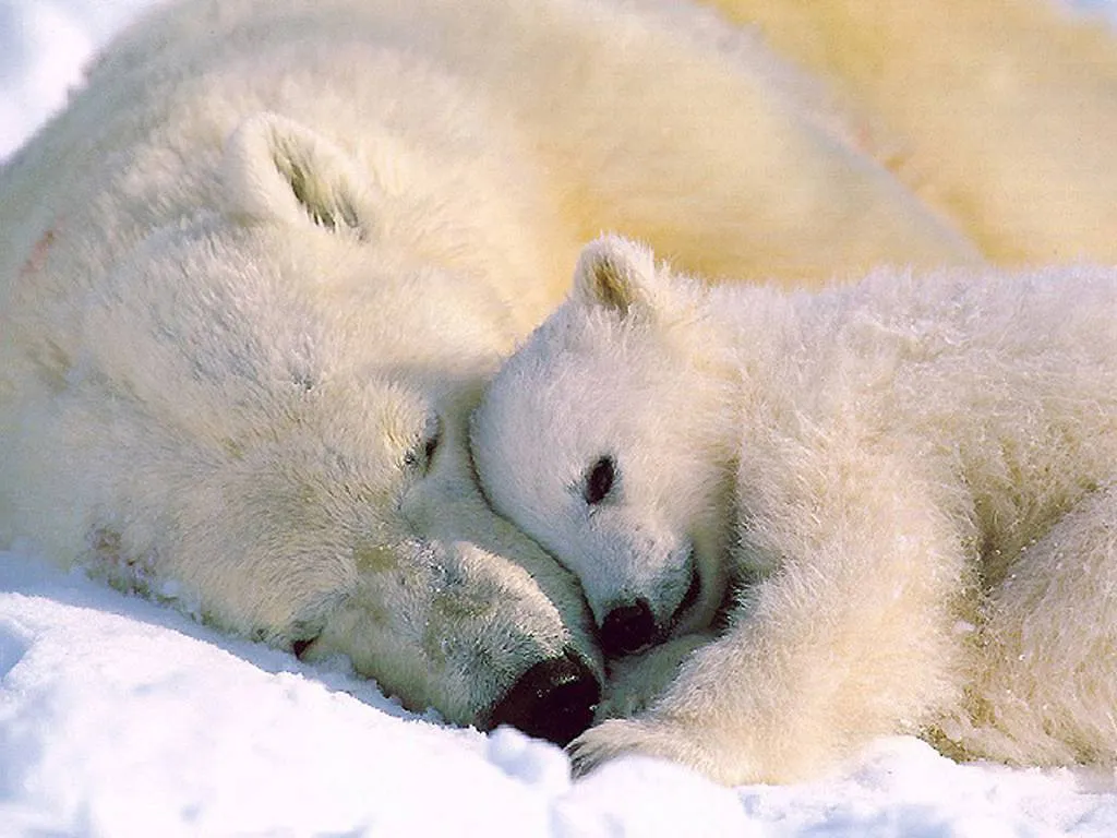 Curiosidades y fotos de animales: Oso polar