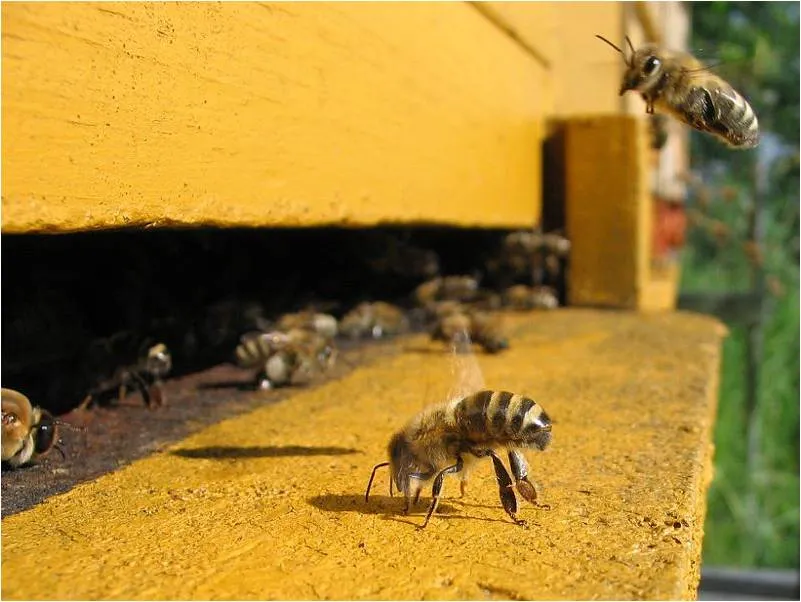 Curiosidades de la Microbiología: El dúo asesino de las abejas