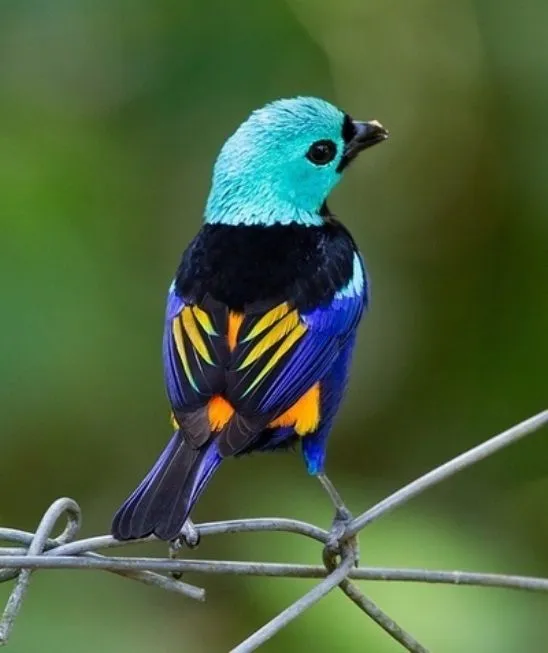 Curiosidades del Mundo: Aves hermosas e increíbles del Mundo.